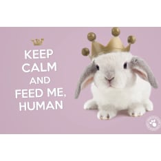 Plenty bunny platform