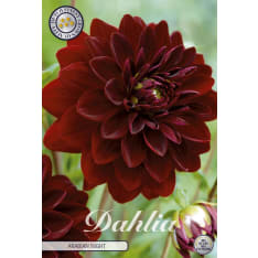 Daalia Arabian Night kukkamukula