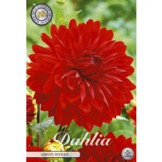 Daalia Garden Wonder kukkamukula