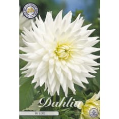 Daalia My Love 1kpl kukkasipuli