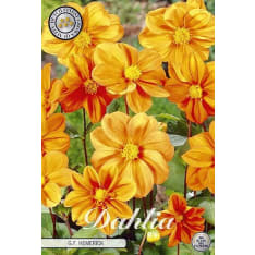 Daalia G.F.Hemerick kukkamukula