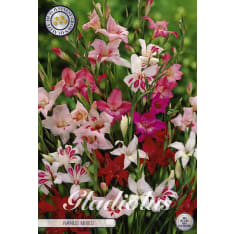 Gladiolus Nanus Mixed 10kpl kukkasipuli