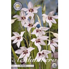 Tuoksumiekkalilja Murielae kukkamukula