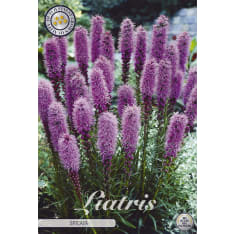 Punatähkä Liatris 60cm kukkasipuli