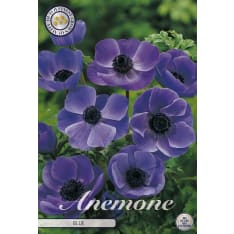 Anemone The Caen Blauw 15kpl kukkasipuli