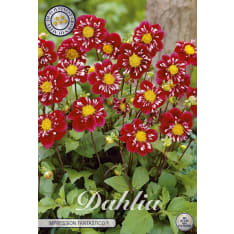 Daalia Fantastico 1kpl kukkasipuli