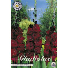 Gladiolus Black Surprice 10 kpl kukkasipuli