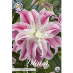 Lilja sweet rosy kukkasipuli