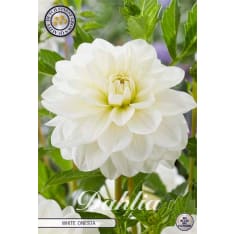 Daalia White Onesta 1kpl kukkasipuli