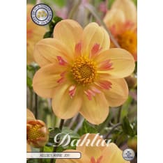 Dahlia Kelsey Annie Joy kukkamukula