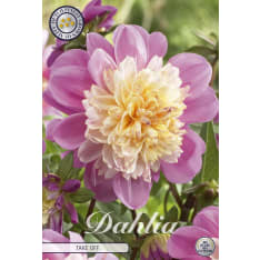Dahlia Take Off 1kpl kukkasipuli