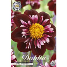 Dahlia Joyfull Investment 1 kpl kukkamukula