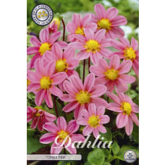 Daalia Top Mix Roze 1kpl kukkasipuli