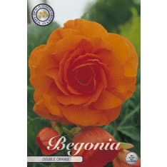 Mukulabegonia 3Kpl oranssi