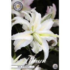 Lilja Bowl Of Beauty 2kpl kukkasipuli