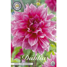 Daalia Penhill Dark Monarch 1kpl kukkasipuli