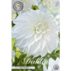 Daalia Lady Liberty 1kpl kukkasipuli