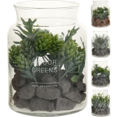 H&S koristekasvi ruukussa