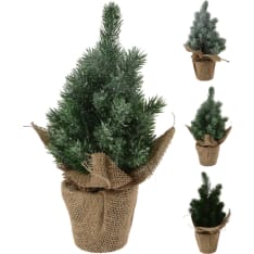 H&S 17x30cm pine in a pot