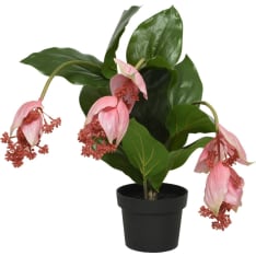 Everlands Medinilla Tekokasvi