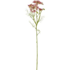 Mica Daucus carota 61cm tekokukka