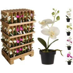 KM 25cm orkidea tekokasvi lajitelma