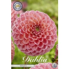 Pompondaalia Natalie 1kpl