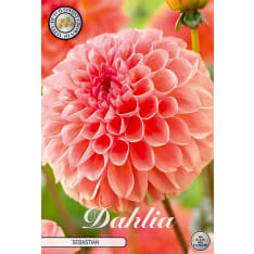 Pallodaalia lohenpunainen