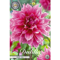 Daalia Emory Paul 1kpl kukkasipuli