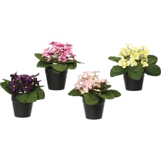 Everlands Daisy tekokasvi lajitelma