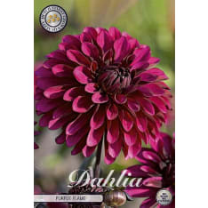 Dahlia Purple Flame 1 kpl kukkamukula