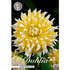 Daalia Grand Prix 1kpl kukkasipuli