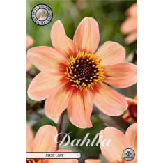 Daalia Hs First Love 1kpl kukkasipuli