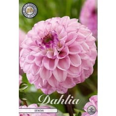 Dahlia Genova 1 kpl kukkamukula