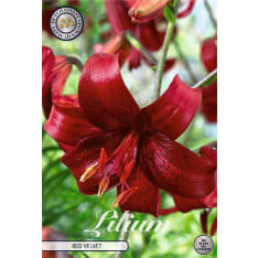 Lilja Red Velvet 2kpl kukkasipuli