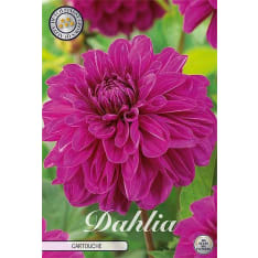 Dahlia Cartouche kukkamukula