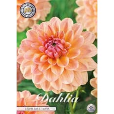 Dahlia Strum Sweet Maria kukkamukula