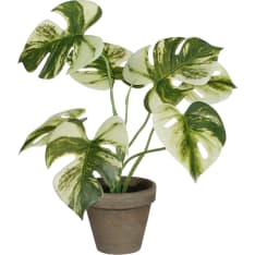 Mica Monstera 30x24cm tekokasvi