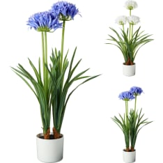 KM Agapanthus 50x80cm tekokasvi lajitelma