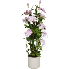 KM Klematis 98cm tekokasvi