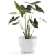 product-white-swatch