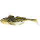 product-spotted goby-swatch