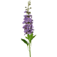 product-violetti-swatch
