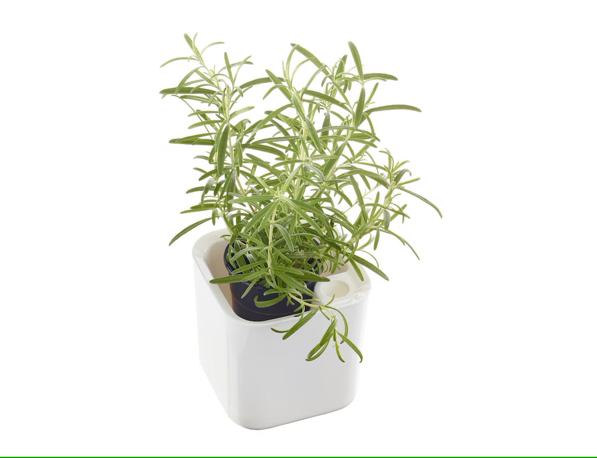 Eden 12 x 12 CM valkoinen yrttiruukku