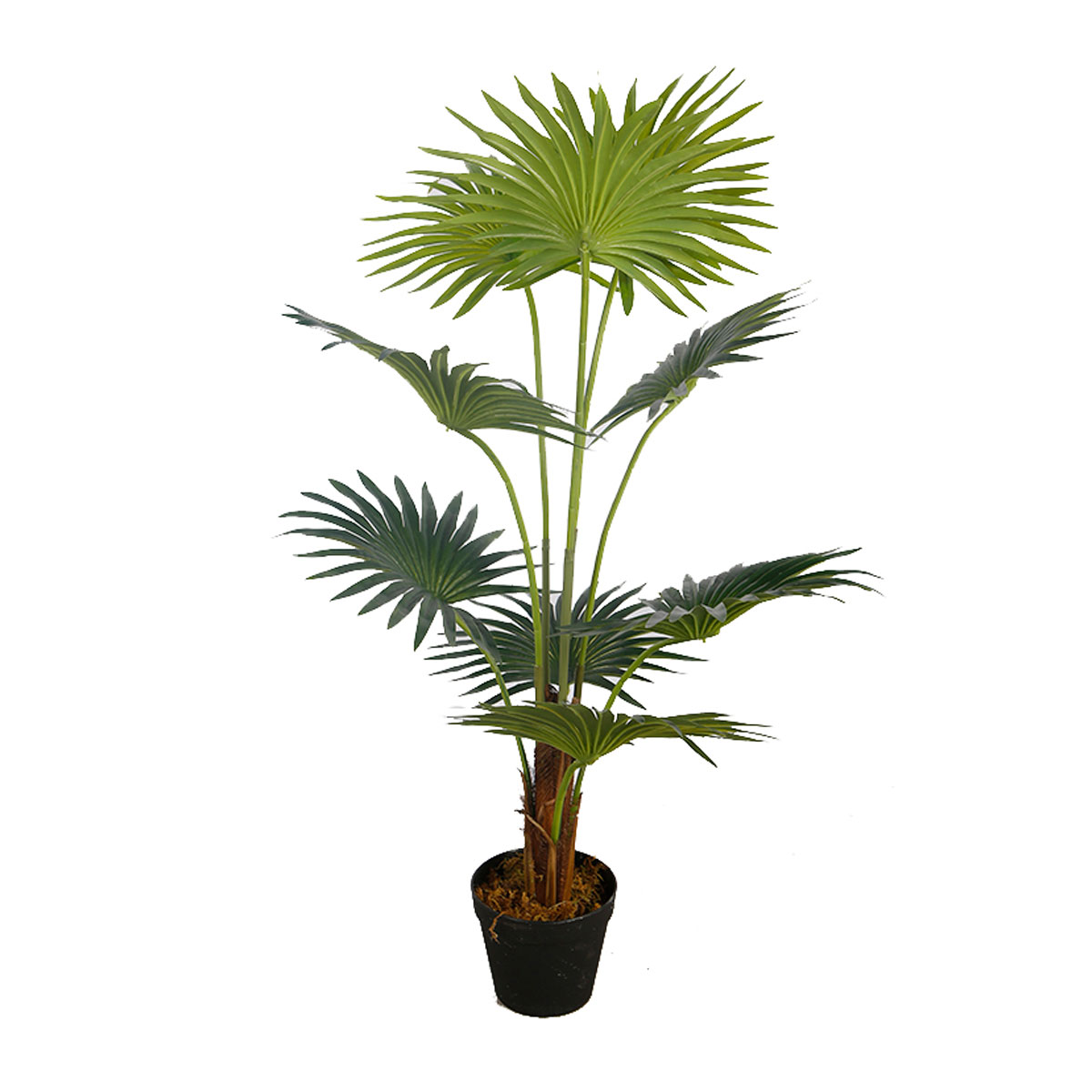 Lykke Fan Palm 100cm tekokasvi