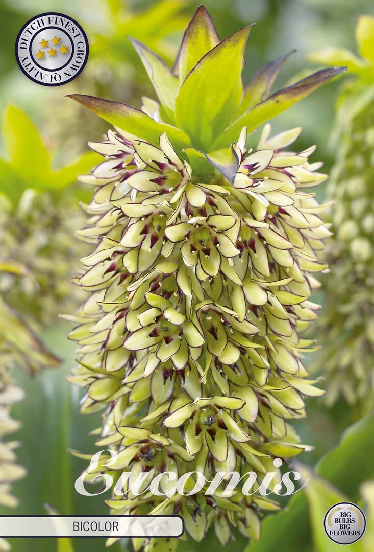EUCOMIS BICOLOR 1 KPL 18/20