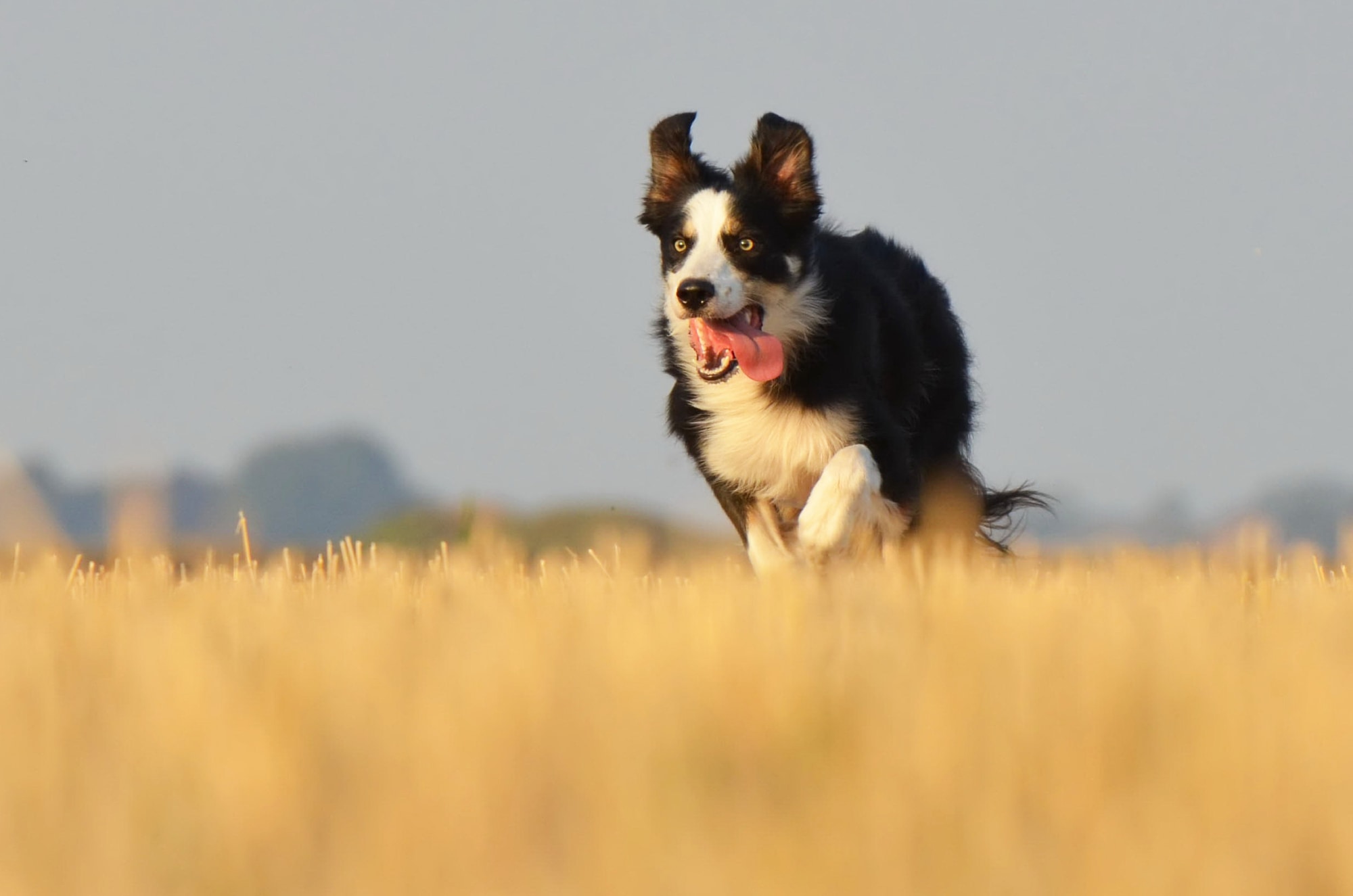 Koira juoksee pellolla