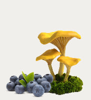 Berry picking and mushroom Picking