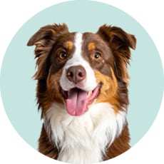 Lahjaideat lemmikille