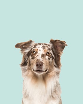 Lahjaideat lemmikille